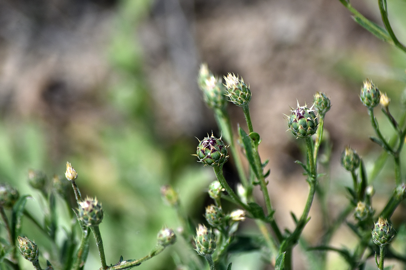 Изображение особи Klasea erucifolia.