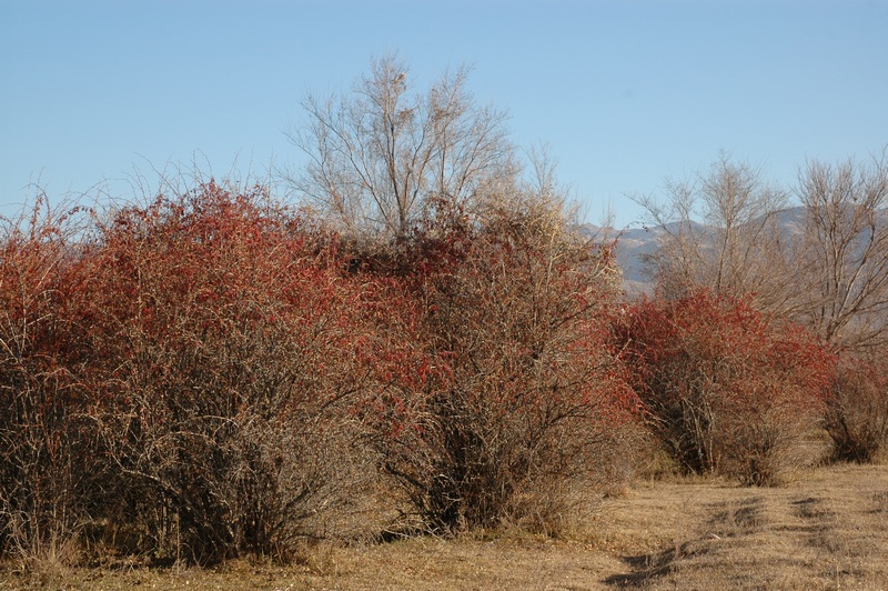 Image of Berberis iliensis specimen.