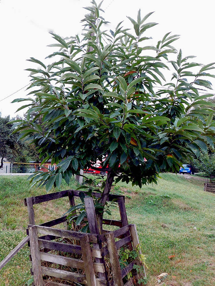 Image of Castanea sativa specimen.