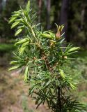 Juniperus communis