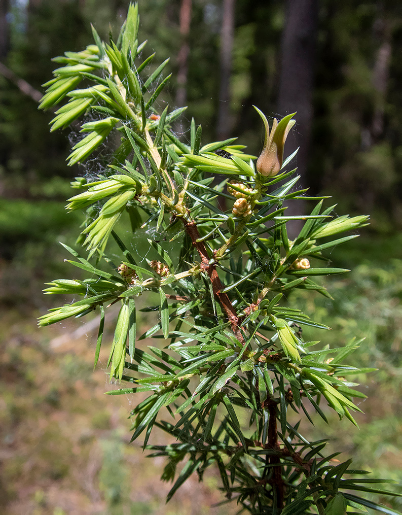 Изображение особи Juniperus communis.