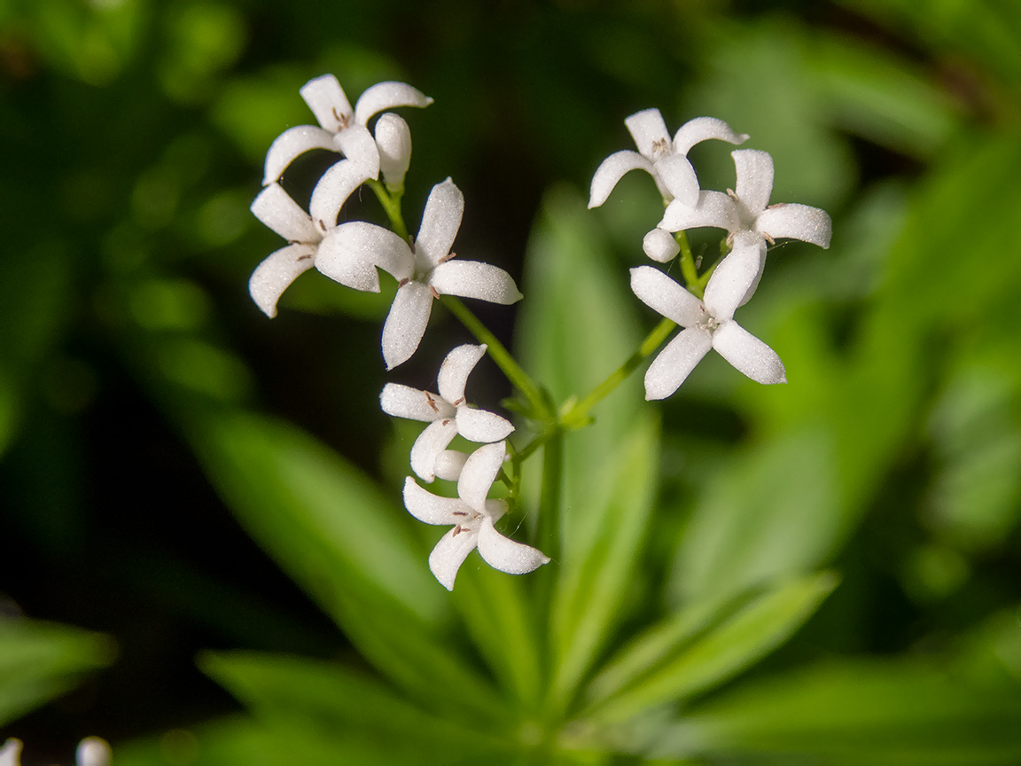 Image of Galium odoratum specimen.