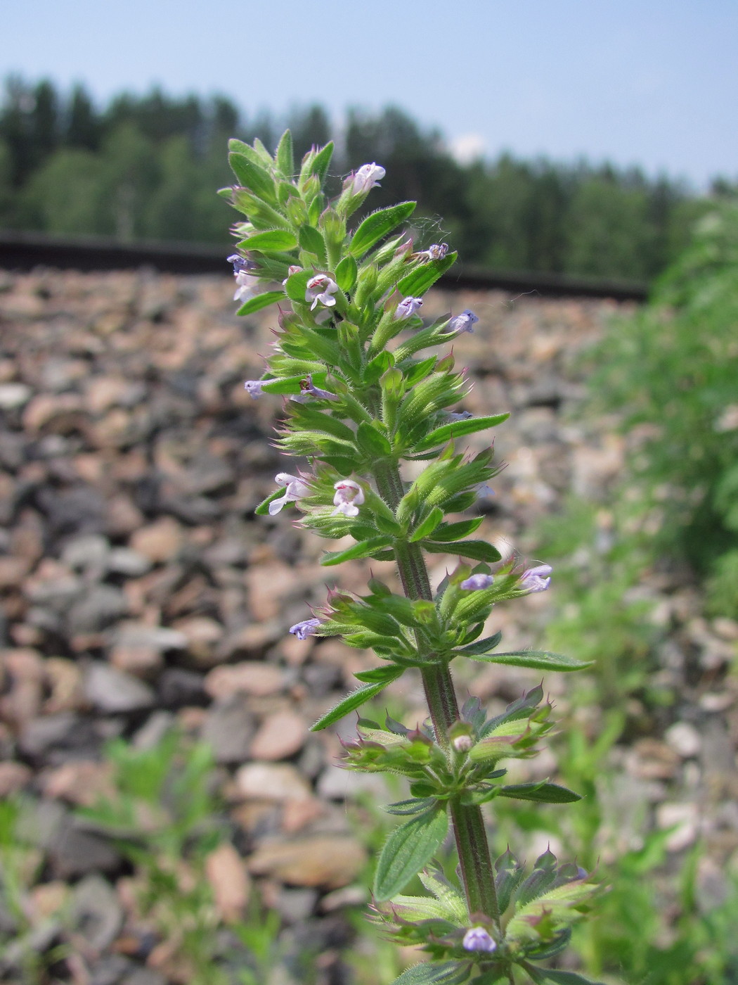 Изображение особи Dracocephalum thymiflorum.