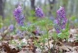 Смотреть изображение Corydalis turtschaninovii