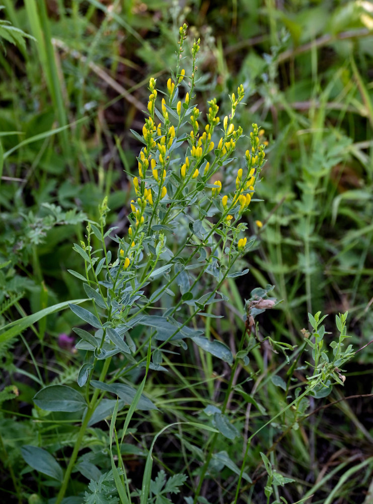 Image of Genista tinctoria specimen.