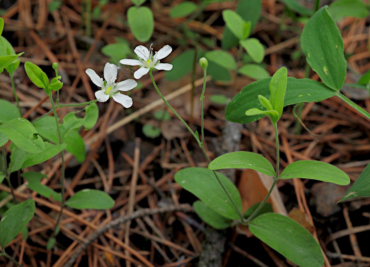 Image of Moehringia lateriflora specimen.