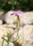 Dianthus versicolor. Верхушка цветущего растения. Республика Саха (Якутия), Хангаласский улус, левый берег р. Сиинэ (Синяя), склон юго-западной экспозиции, каменистая осыпь. 24.07.2023.