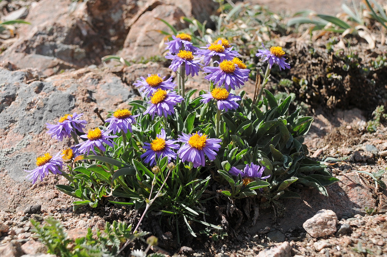 Image of Aster vvedenskyi specimen.