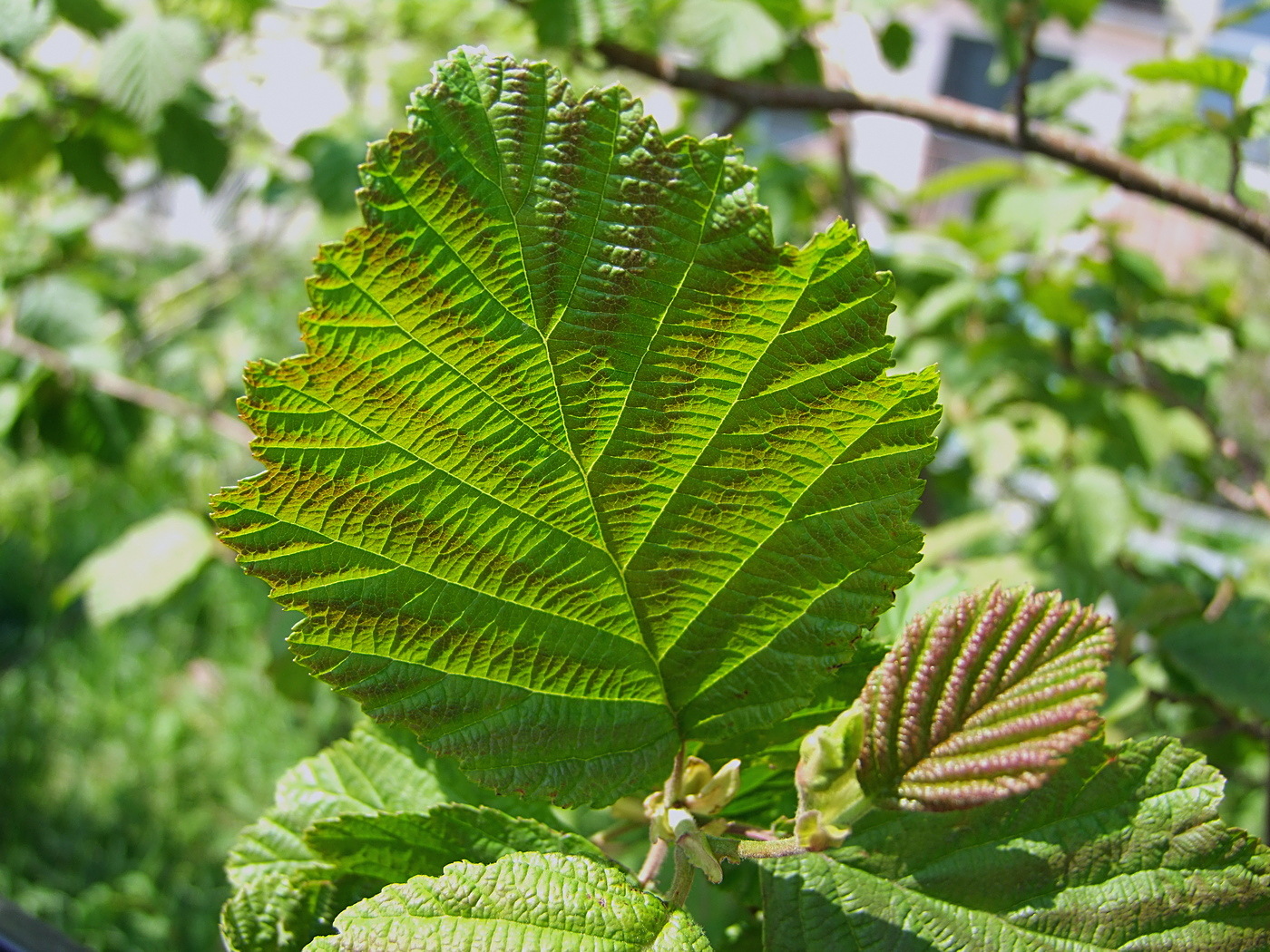 Image of Alnus hirsuta specimen.