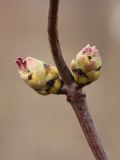 род Sambucus. Раскрывающиеся генеративные почки. Санкт-Петербург, Кронштадтский р-н; о-в Котлин, батарея \"Демидов\", гребень земляного вала. 31.03.2024.