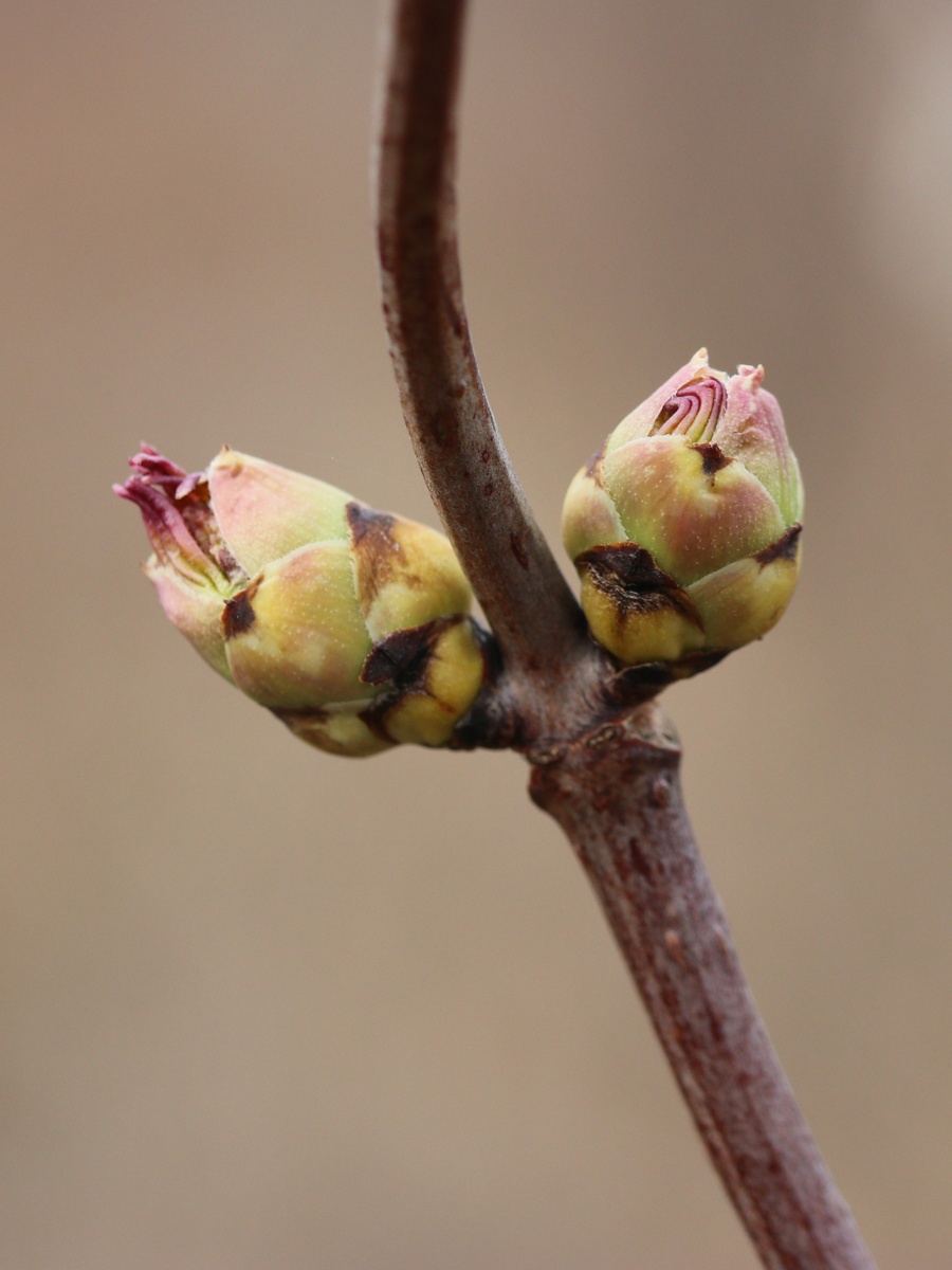 Image of genus Sambucus specimen.