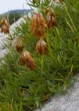 Trifolium polyphyllum