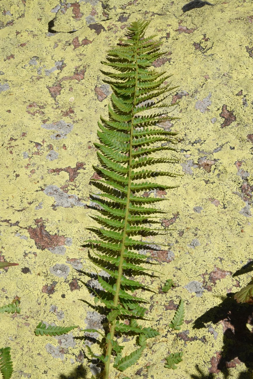 Image of Dryopteris filix-mas specimen.