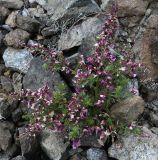 genus Chenopodium