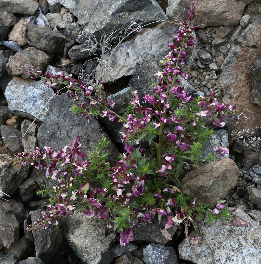 Изображение особи род Chenopodium.