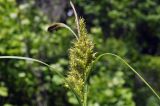 Carex sordida