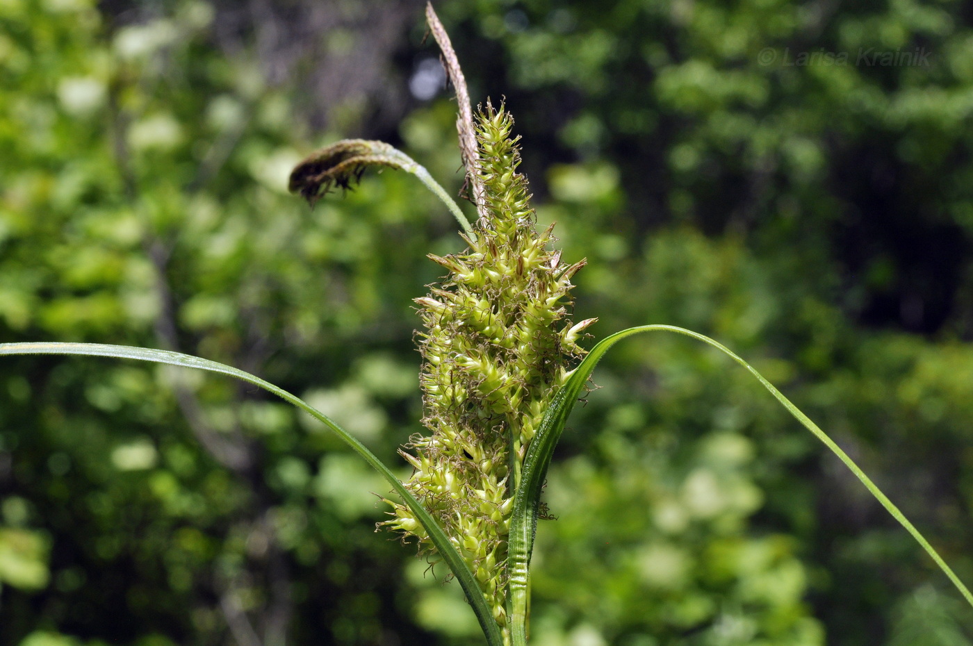 Изображение особи Carex sordida.