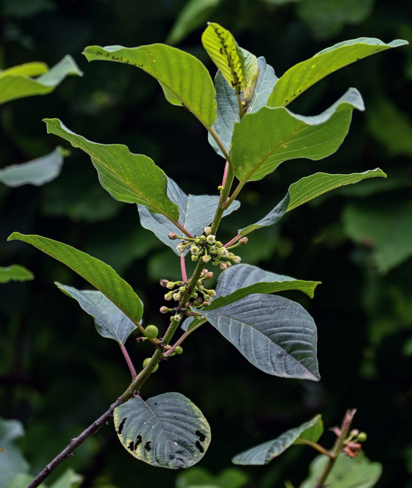 Изображение особи Frangula alnus.