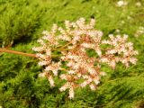 Rodgersia aesculifolia