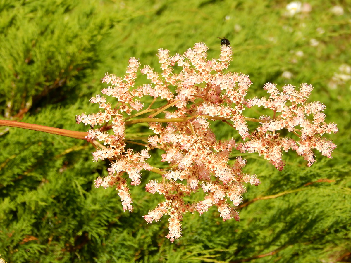 Изображение особи Rodgersia aesculifolia.