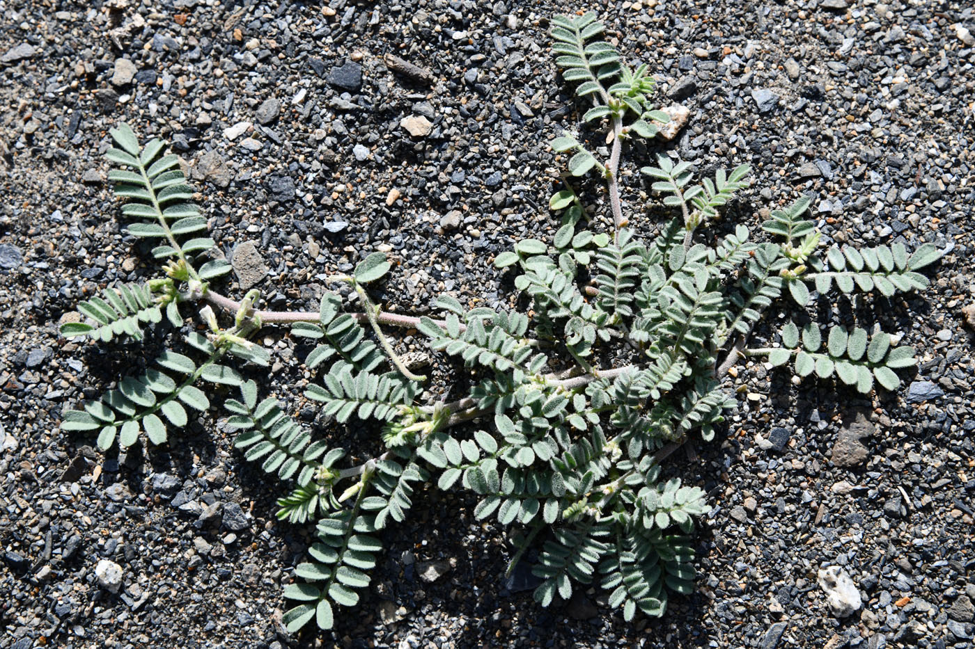 Image of Astragalus ophiocarpus specimen.