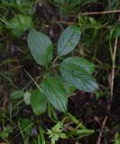 Rhamnus cathartica