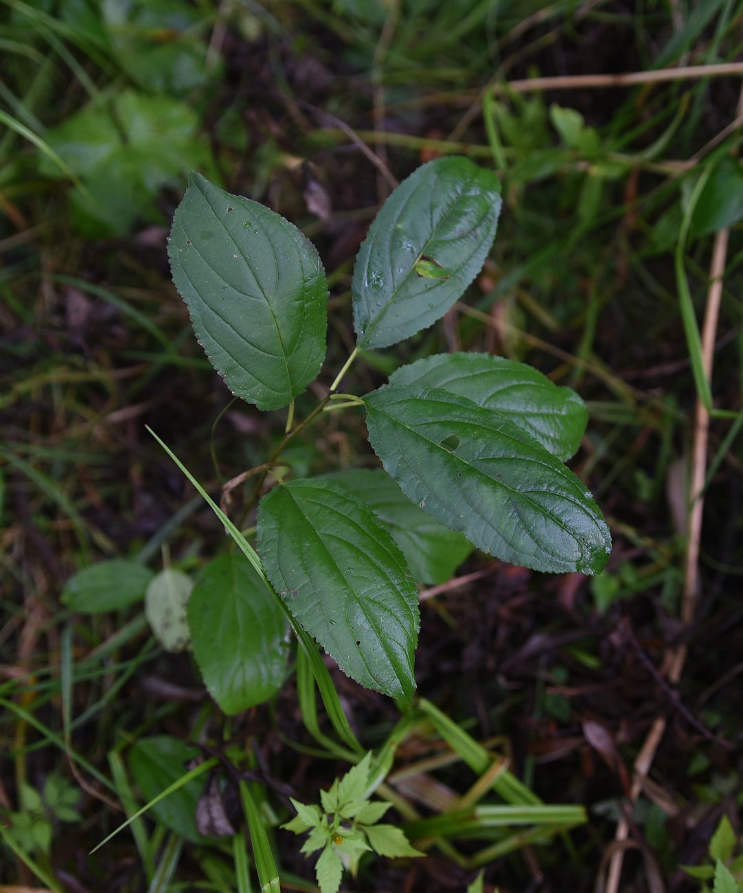 Image of Unknown species specimen.