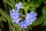 Plumbago auriculata. Соцветие. Китай, Гуанси-Чжуанский автономный р-н, г. Яншо, в культуре. 31.05.2024.