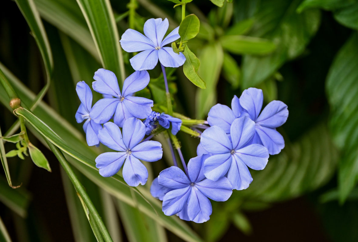 Изображение особи Plumbago auriculata.