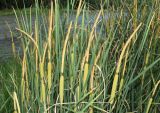 genus Typha