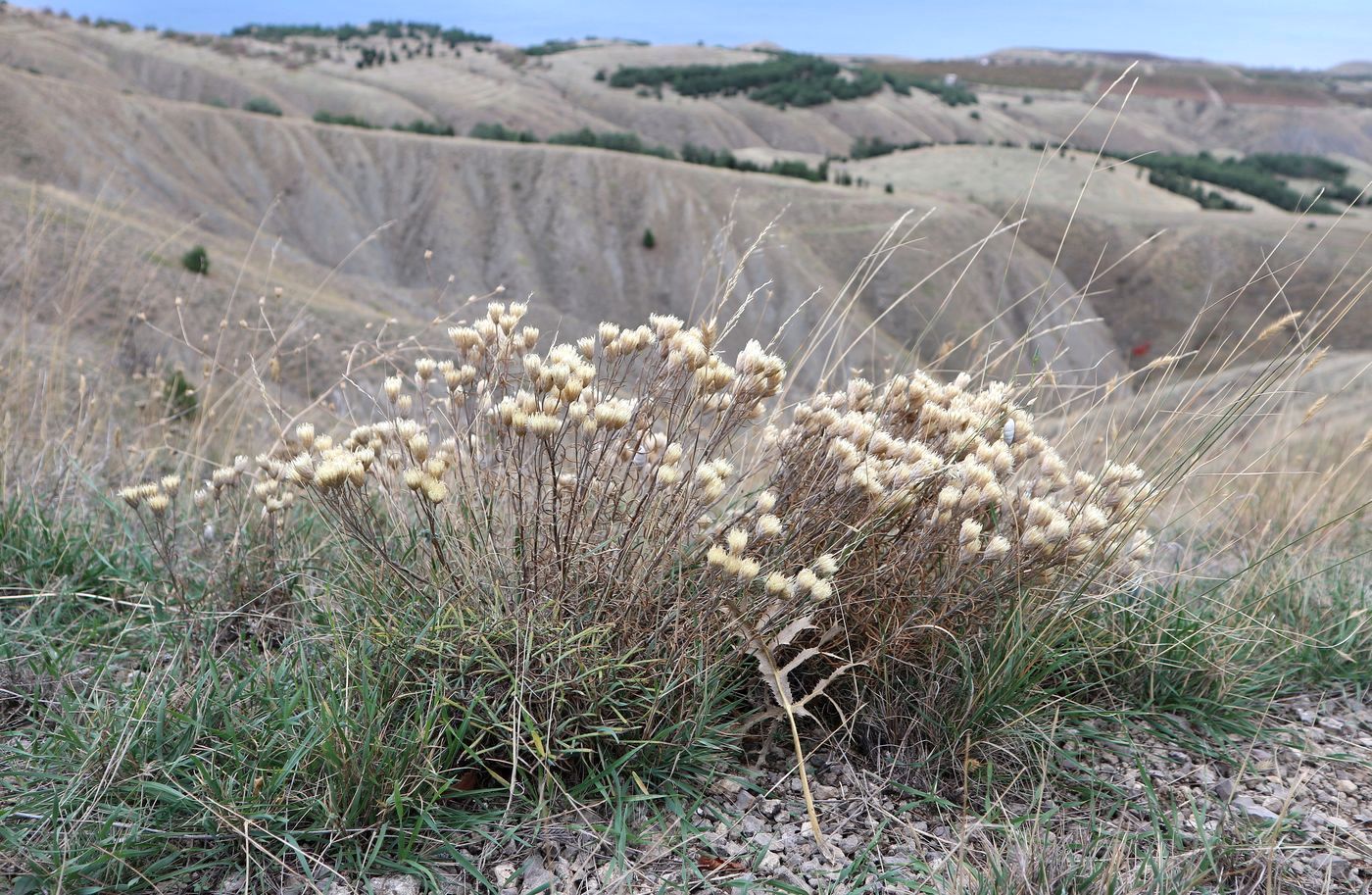 Image of Unknown species specimen.