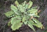 Verbascum sinuatum