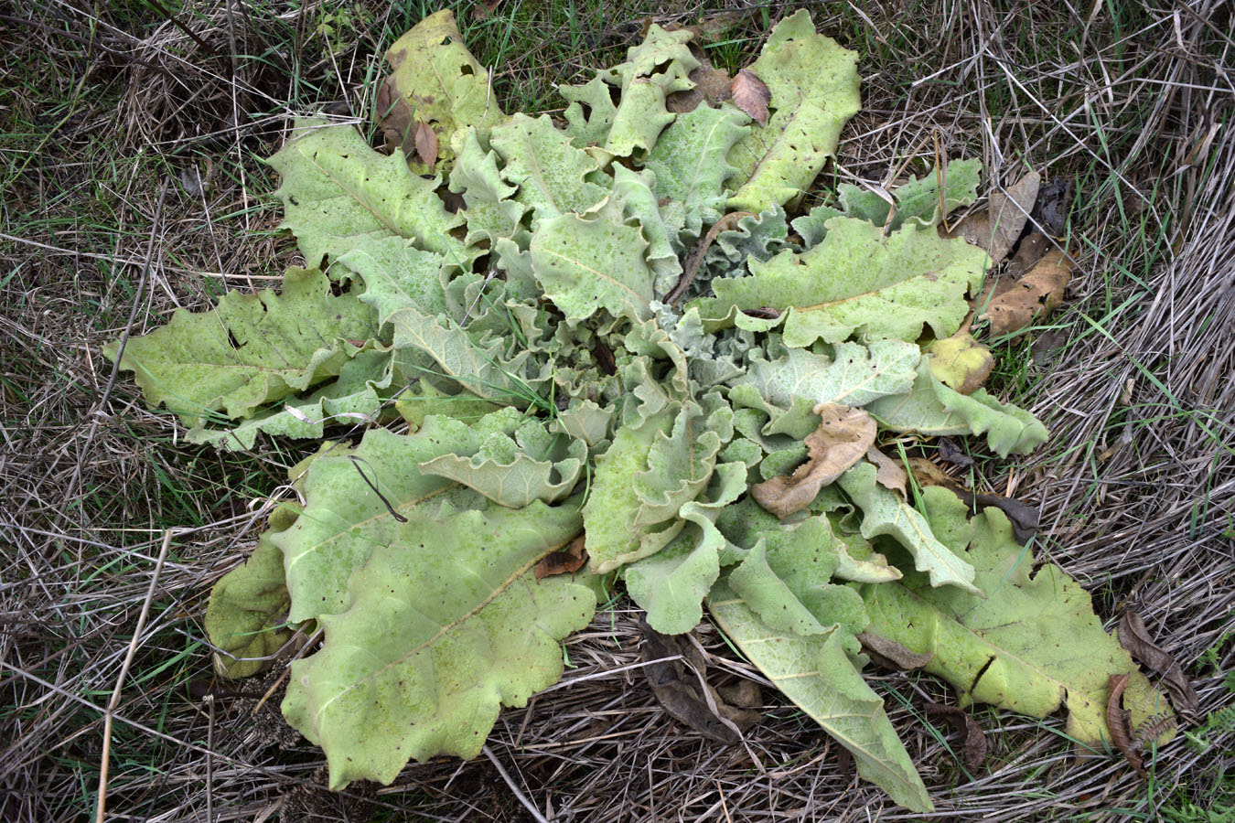 Изображение особи Verbascum sinuatum.