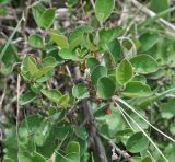 Cotoneaster integerrimus. Листья расцветающего растения. Кабардино-Балкария, Эльбрусский р-н, южный склон Эльбруса, отрог между р. Терскол и р. Гарабаши, выс. ок. 2600 м н.у.м., верхняя граница леса. 10 июня 2018 г.