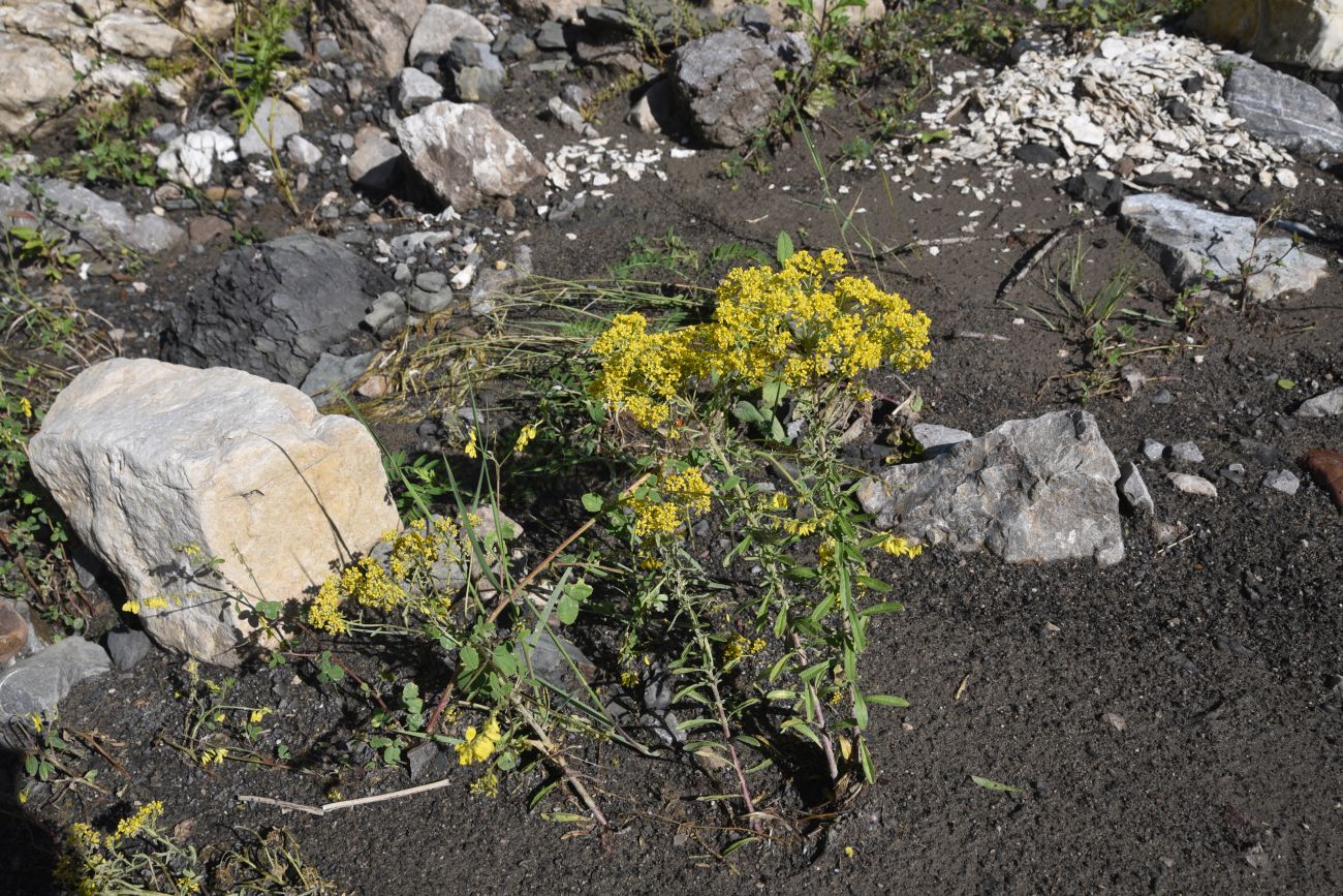 Изображение особи семейство Brassicaceae.