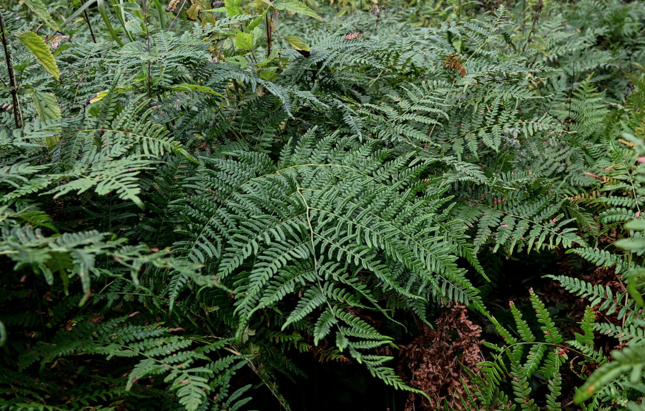 Изображение особи Pteridium pinetorum.