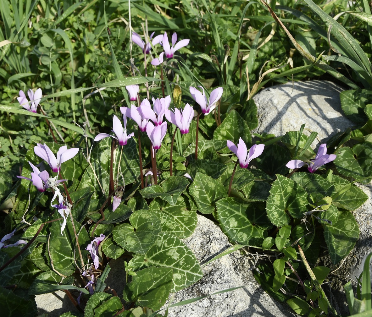 Image of Cyclamen persicum specimen.