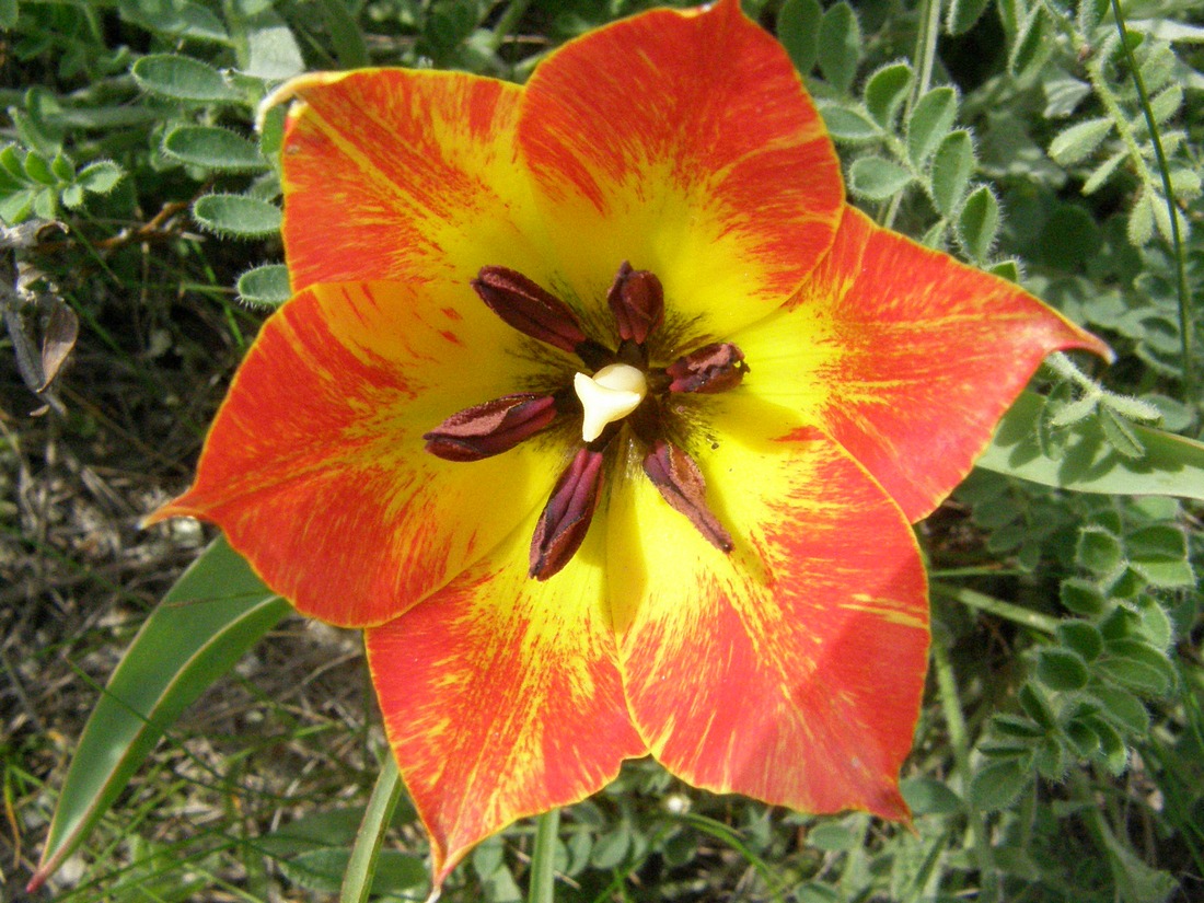 Image of Tulipa suaveolens specimen.