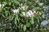 Lonicera nummulariifolia