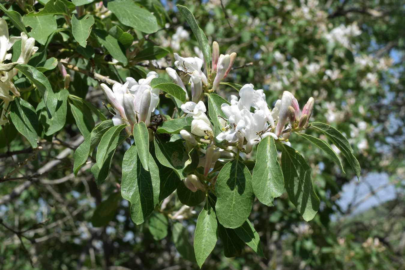 Image of Lonicera nummulariifolia specimen.