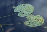 genus Nymphaea. Погрызенные листья (на поверхности - хвоинки Pinus sylvestris). Ленинградская обл., Кингисеппский р-н, окр. дер. Выбье близ экологической тропы ниже подвесного моста; русло р. Выбья. 04.08.2024.