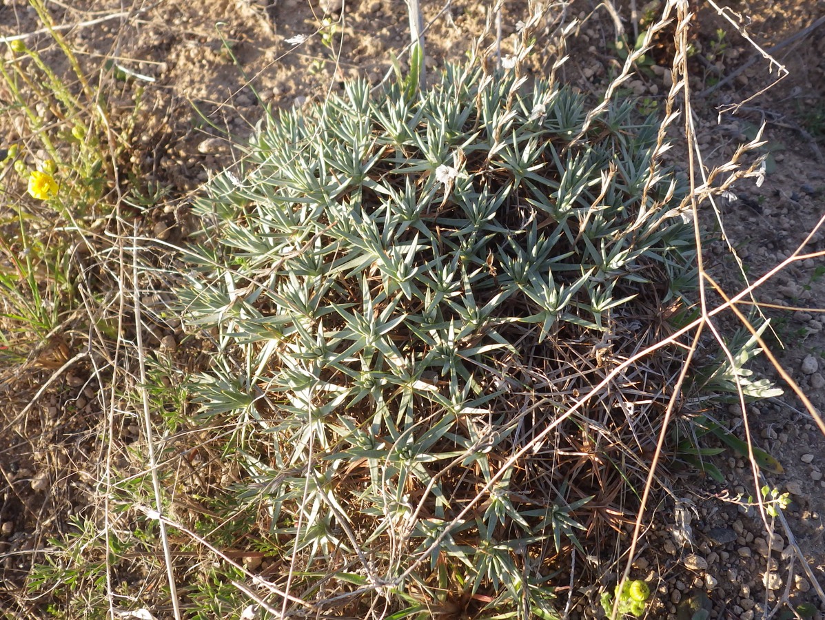 Image of genus Acantholimon specimen.