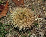 Смотреть изображение Castanea sativa