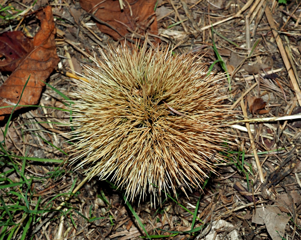 Image of Castanea sativa specimen.