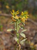 View full-size image Trifolium aureum