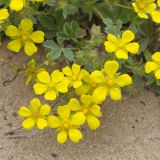 View full-size image Potentilla incana