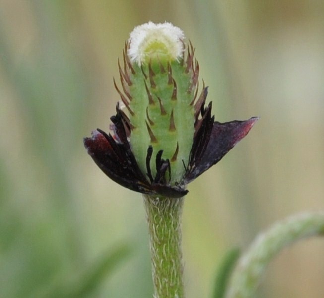 Image of Papaver nigrotinctum specimen.