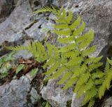 Смотреть изображение Dryopteris filix-mas