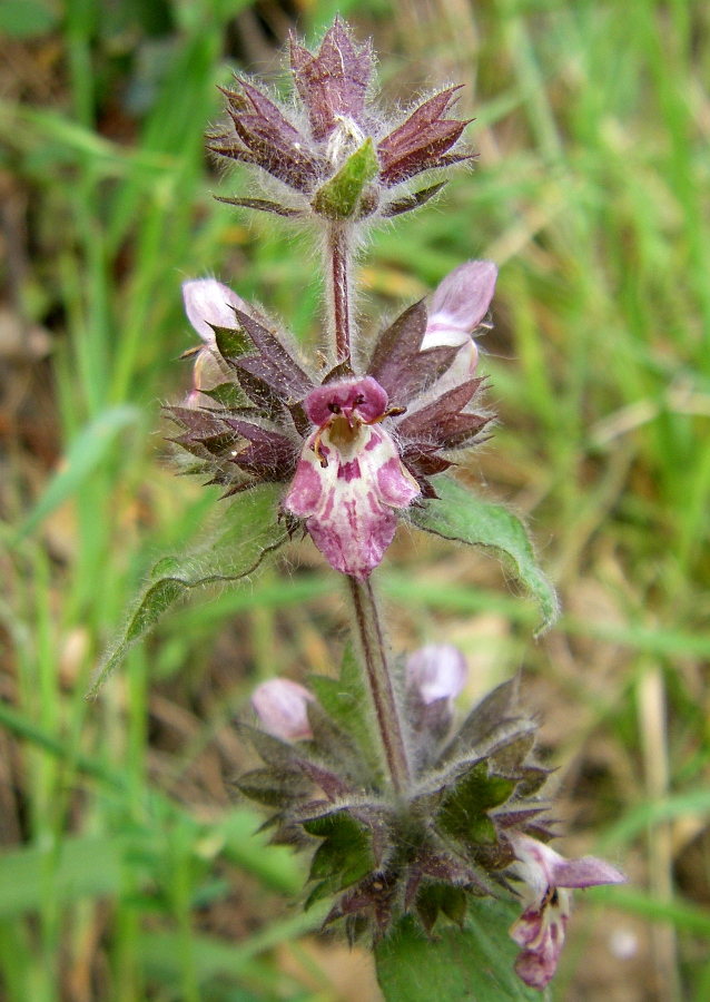 Image of Stachys alpina specimen.