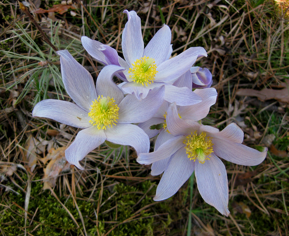 Изображение особи Pulsatilla patens.